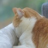 はっちゃん　ひとっ風呂浴びてスヤスヤ