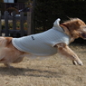 Dash!