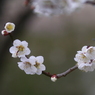 写真掌編：にほひをこせよ９：梅花2020 #22