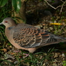 雉鳩。