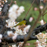 桜がお似合い