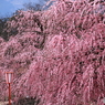 枝垂れの花薗