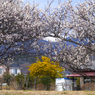 写真掌編：にほひをこせよ 11：梅花2020 #24：梅の里