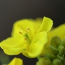 菜の花