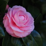 A3126511-8A1F-4531-A792-5CF20E9462AE