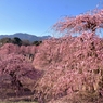 鈴鹿の森庭園しだれ梅