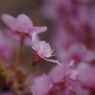 仲春　桜