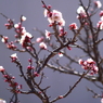 写真掌編：にほひをこせよ13：梅花2020 #25：希望
