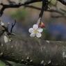 写真掌編：にほひをこせよ14：梅花2020 #26：梅一輪：写真句