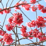 寒緋桜は満開