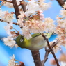 お別れも近いか・・・
