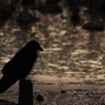 mono-crow-無