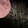 In musica est ex deam luna