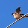 この大空に翼をひろげ♪ 飛んで行きたいよ～♪