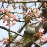 河津桜とヒヨドリ