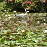 花鳥水鏡ー１