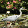 花鳥水鏡ー２