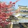 河津桜と小田原城