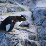 ミナミイワトビペンギンー１