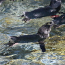 フェアリーペンギン