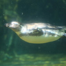 水中飛行のフンボルトペンギン