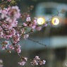 桜シルエット