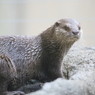 コツメカワウソ