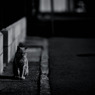 stray cat