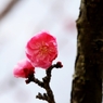 摩耶紅