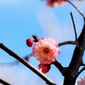 紅粉台閣