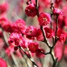 蘇芳梅