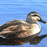 池のカルガモ