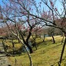 パノラマー渓流の梅園ー１