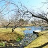 パノラマー渓流の梅園ー２