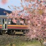 桜の中へ