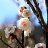 鶯宿梅