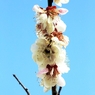 流芳