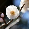 桜梅