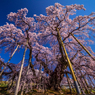 六年前の三春滝桜
