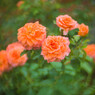薔薇