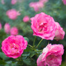 薔薇