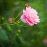 薔薇