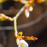 春の訪れ～ヤマザクラの花におもひをいだいて