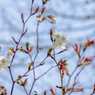 春の訪れ～ヤマザクラの花におもひをいだいて