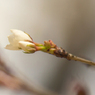 春の訪れ～ヤマザクラの花におもひをいだいて