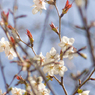 春の訪れ～ヤマザクラの花におもひをいだいて