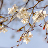 春の訪れ～ヤマザクラの花におもひをいだいて