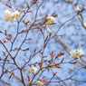 春の訪れ～ヤマザクラの花におもひをいだいて