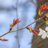 春の訪れ～ヤマザクラの花におもひをいだいて