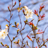 春の訪れ～ヤマザクラの花におもひをいだいて